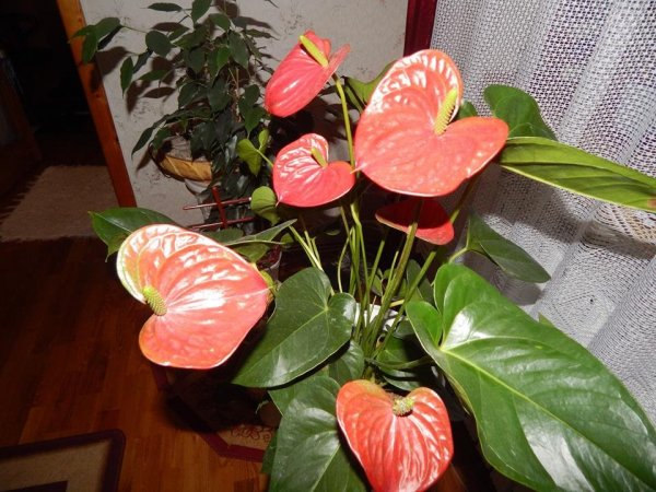 flamingó_fekete Lászlóné