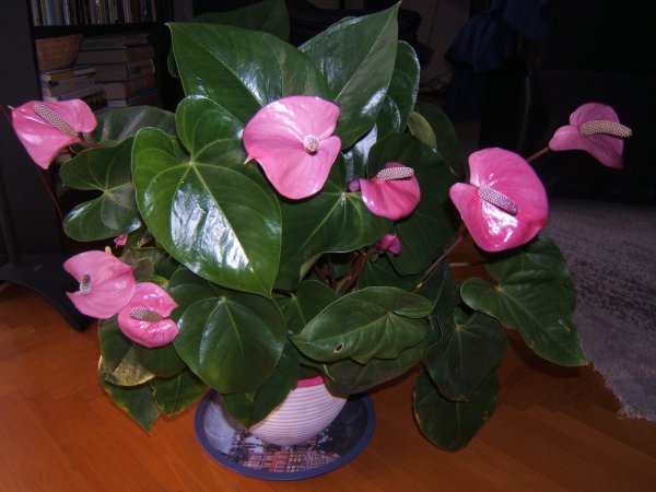 flamingó_pintérné Ágoston Anna