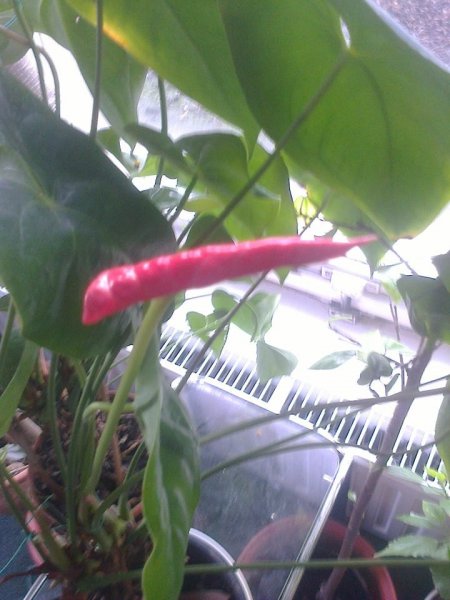 flamingó_rózsahegyi Anna