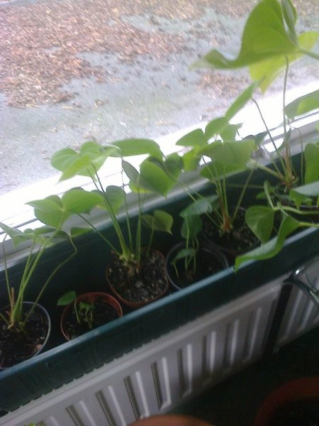 flamingó_rózsahegyi Anna1