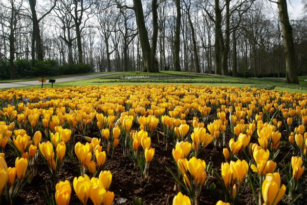 keukenhof10
