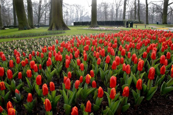 keukenhof15