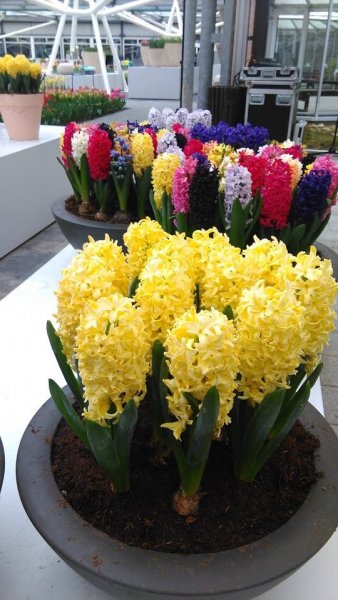keukenhof17