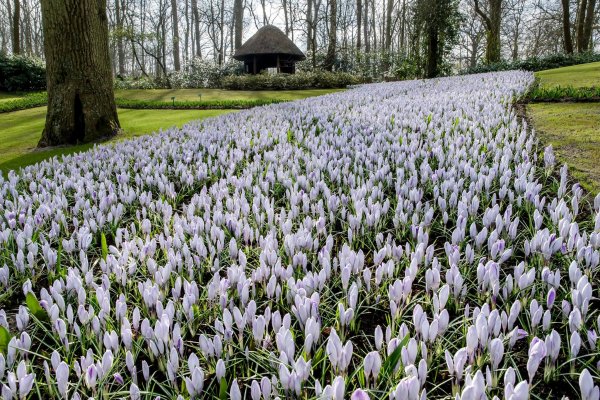 keukenhof3