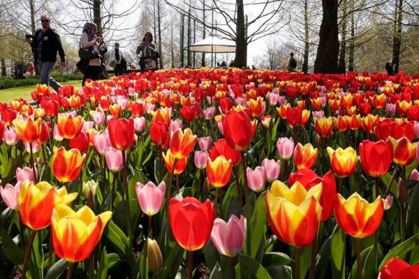 keukenhof5
