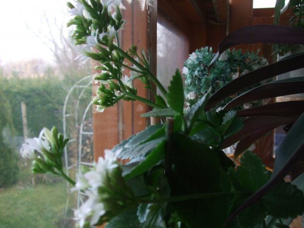 korallvirág_Schneider Éva