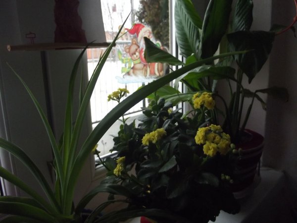 korallvirág_Turánné Szolnoki Valéria