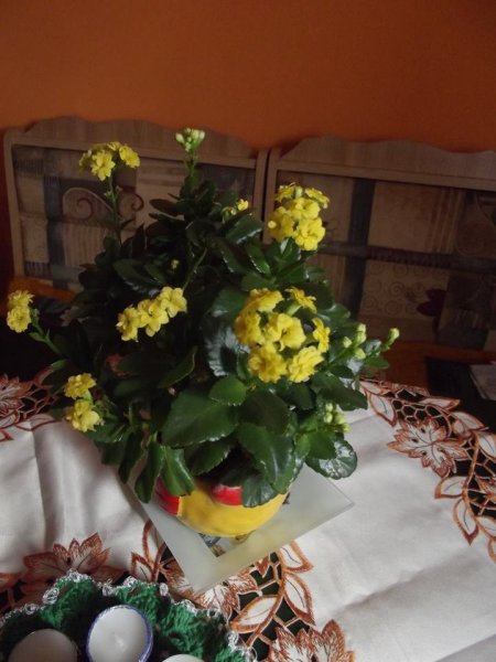 korallvirág_Turánné Szolnoki Valéria1