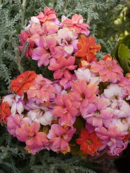 korallvirág_csorba Anikó Mária