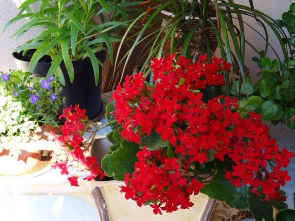 korallvirág_lakatár Mari