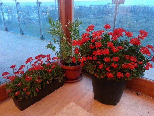 korallvirág_lakatár Mari1