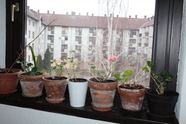 Muskátlik letisztítva, friss földréteggel