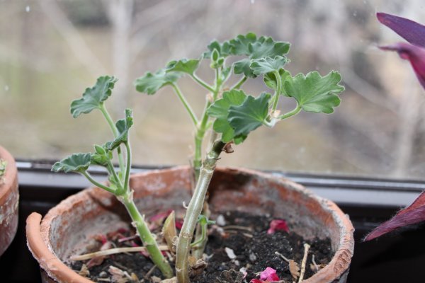 Muskátli letisztítás után