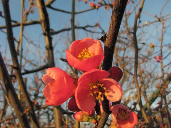 tavasz16_Géczi Erzsi