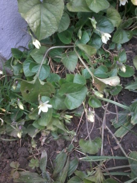 tavasz16_Halász Erzsébet