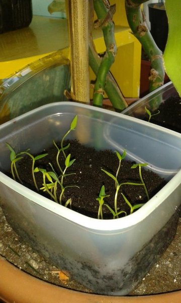 tavasz16_Herbai Edit