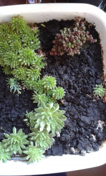 tavasz16_Herbai Edit1