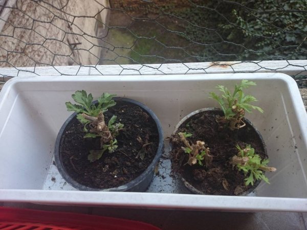 tavasz16_Király Zelma