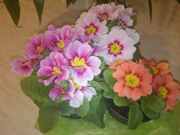 tavasz16_Király Zelma2