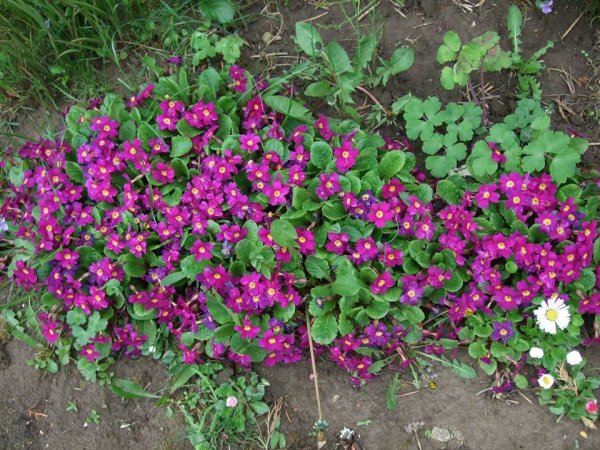 tavasz16_Schneider Éva