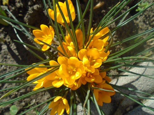 tavasz16_Soósné Ráchel