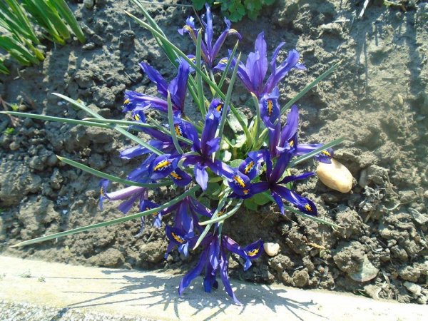 tavasz16_Soósné Ráchel1