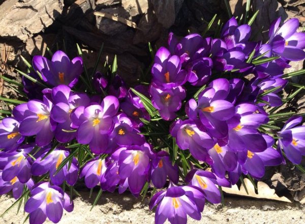 tavasz16_Szécsény Zsuzsanna1