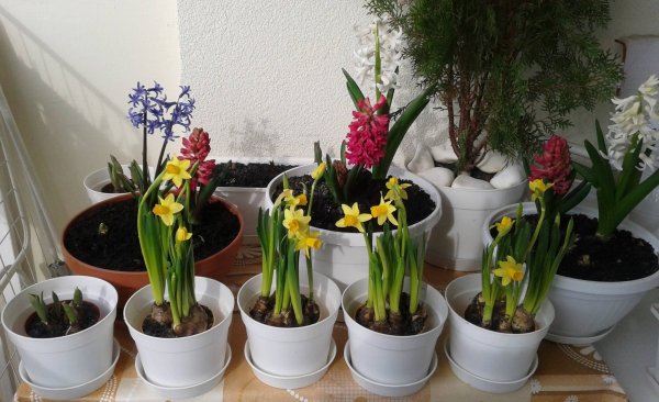 tavasz16_Viczai Károlyné2