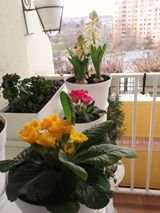 tavasz16_Viczai Károlyné3