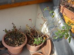 tavasz16_Wolf Márta