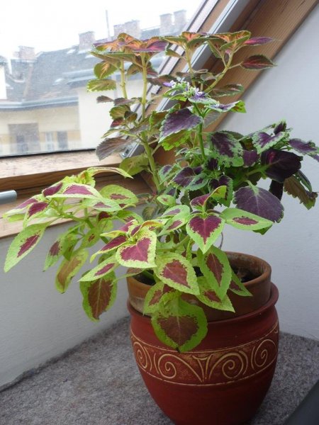 tavasz16_Wolf Márta1