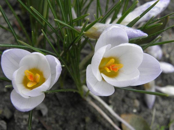 tavasz16_takács Ildikó