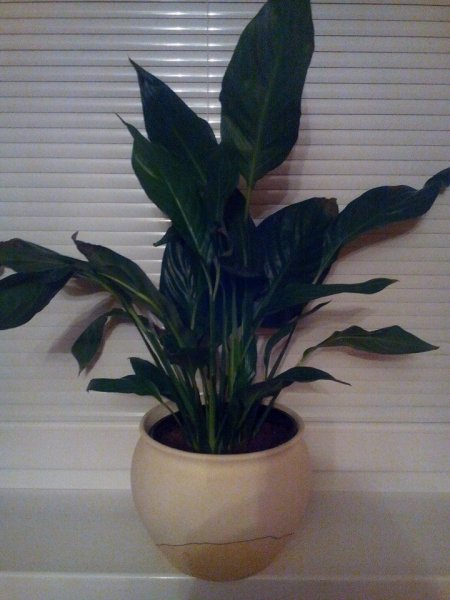 vitorlavirág_Alaksa Ágota