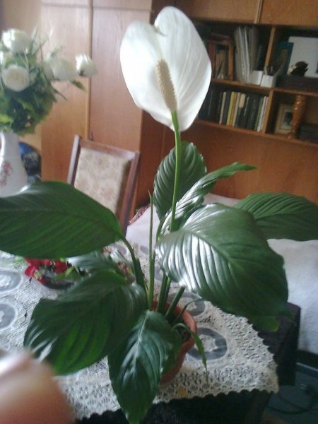 vitorlavirág_Bakos Irén