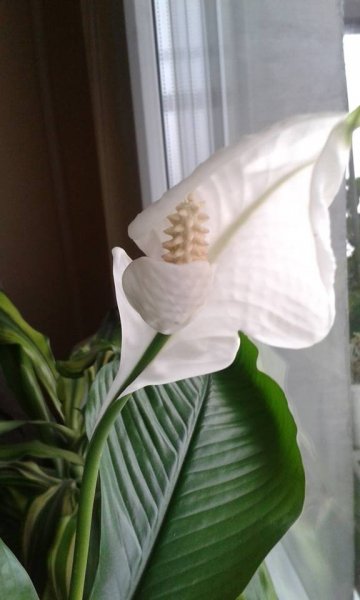 vitorlavirág_Herbai Edit