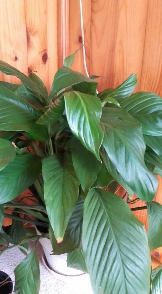 vitorlavirág_Szalócziné Ruszom Ilona