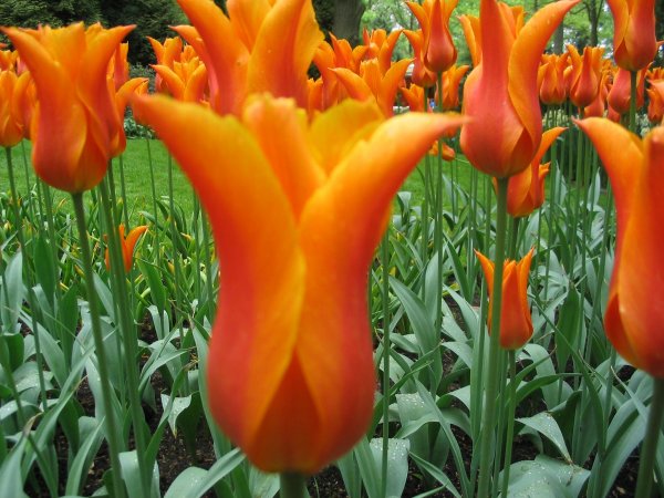07Keukenhof0016