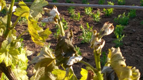 WP_20160426_18_02_34_Pro