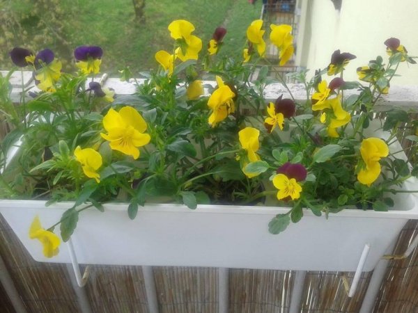 tavasz2016_Bézi Eszter