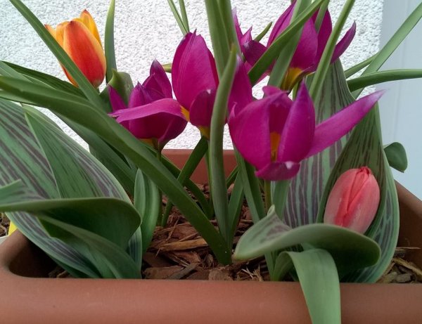 tavasz2016_Koncsik László