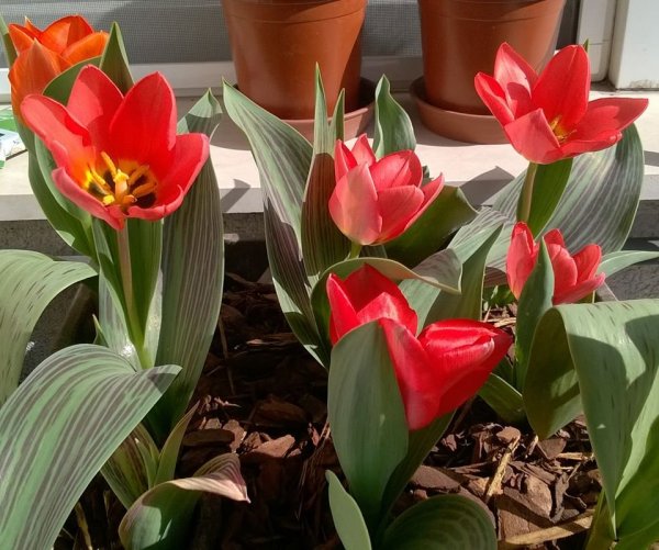 tavasz2016_Koncsik László1