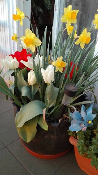 tavasz2016_Orosz Mónika