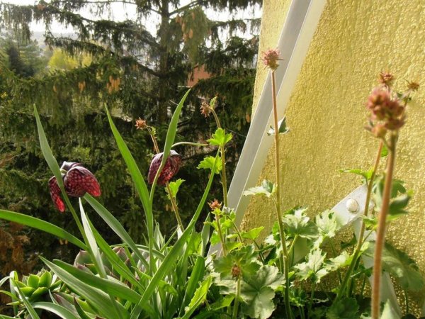 tavasz2016_Pintér Márta