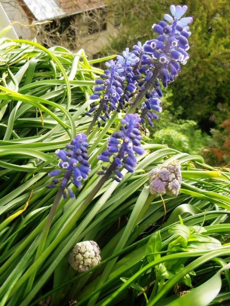 tavasz2016_Pintér Márta1