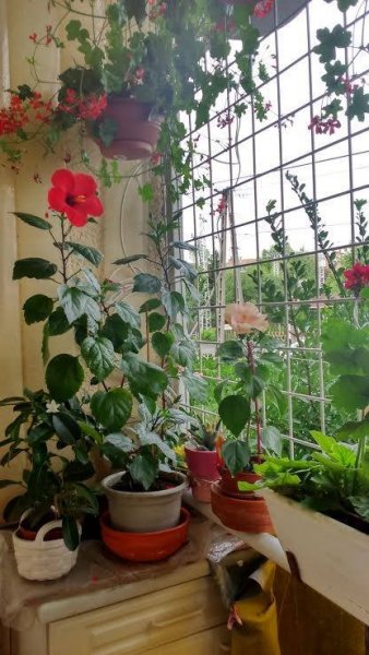 tavasz2016_Seebauer Tiborné