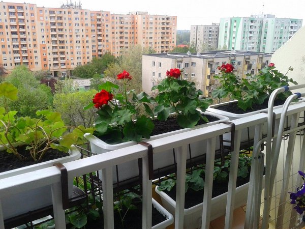 tavasz2016_Viczai Károlyné1