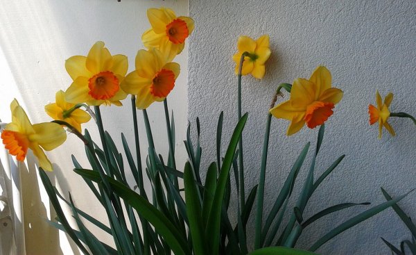 tavasz2016_Viczai Károlyné3