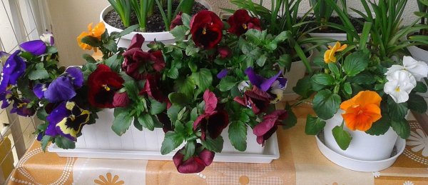 tavasz2016_Viczai Károlyné4