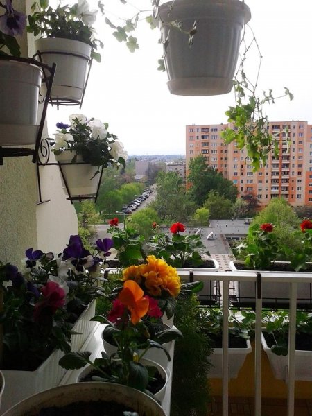 tavasz2016_Viczai Károlyné5