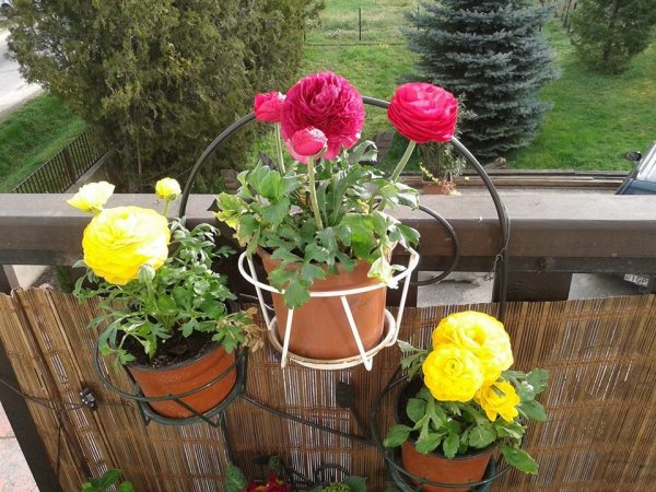 tavasz2016_rein Tünde